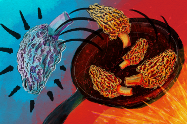 Mysterious Morel Mushrooms at Center of Food Poisoning Outbreak