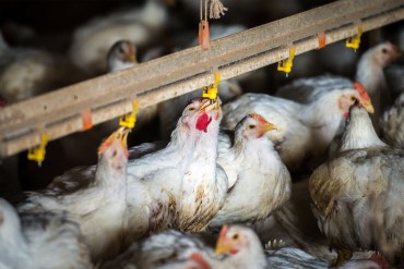 Journalists Discuss FTC and Supreme Court Actions — And What’s Up With the Bird Flu