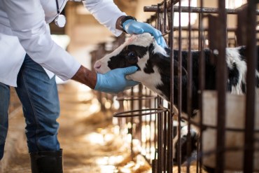 Finlandia ofrece vacunas contra la gripe aviar a sus trabajadores agrícolas. Estados Unidos debería hacer lo mismo, dicen expertos
