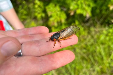 El sonido que producen las cigarras afecta a algunos más que a otros… ¿por qué?