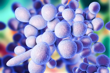 Could A Rare, Deadly ‘Superbug’ Fungus Be Gaining A Foothold?